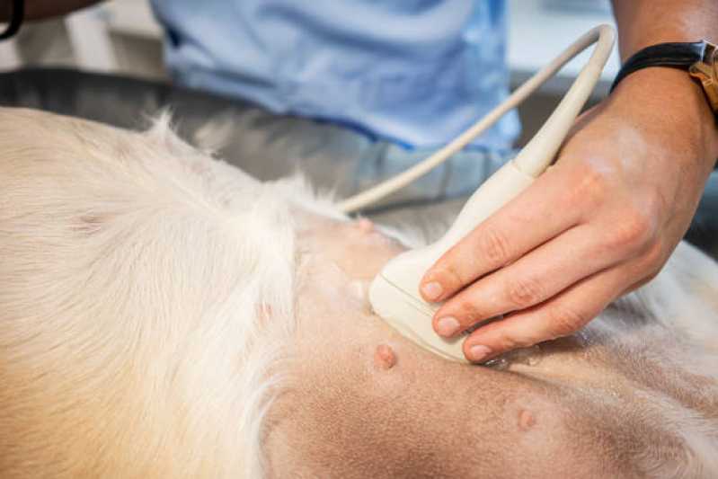 Agendamento de Exame de Ultrassom para Cachorro Lami - Exame de Sangue para Animais