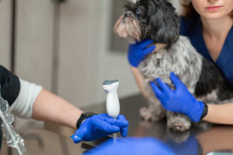 Agendamento de Exame de Ultrassonografia para Cachorro Harmonia Canoas - Exame de Sangue para Animais