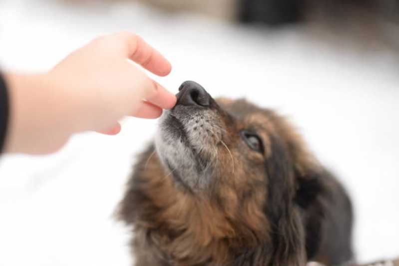 Agendamento de Exame de Ultrassonografia para Cães Jardim Floresta - Exame Raio X para Animais
