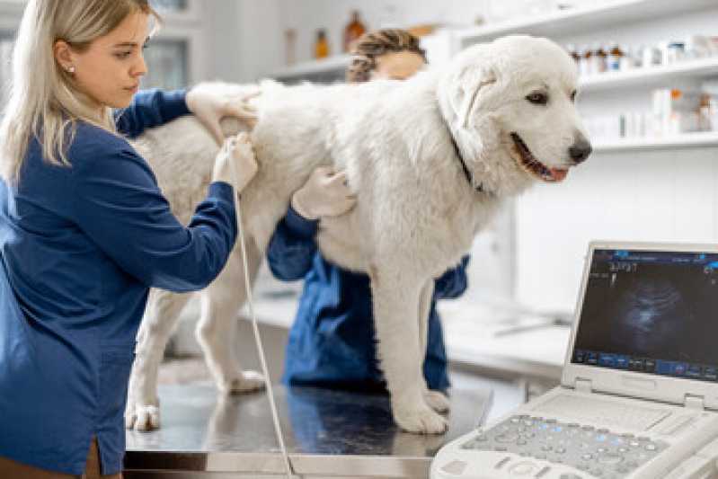 Agendamento de Exame Eletrocardiograma para Animais Jardim Universitário - Exame de Sangue para Animais