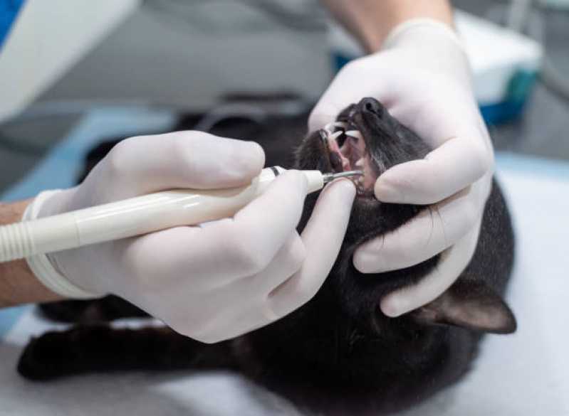 Agendamento de Exame Laboratoriais para Animais Humaitá - Exame de Sangue para Animais