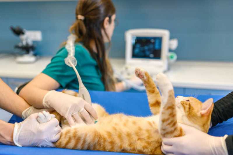 Agendamento de Exame Ultrassonografia para Animais Centro Portão - Exame de Sangue para Animais