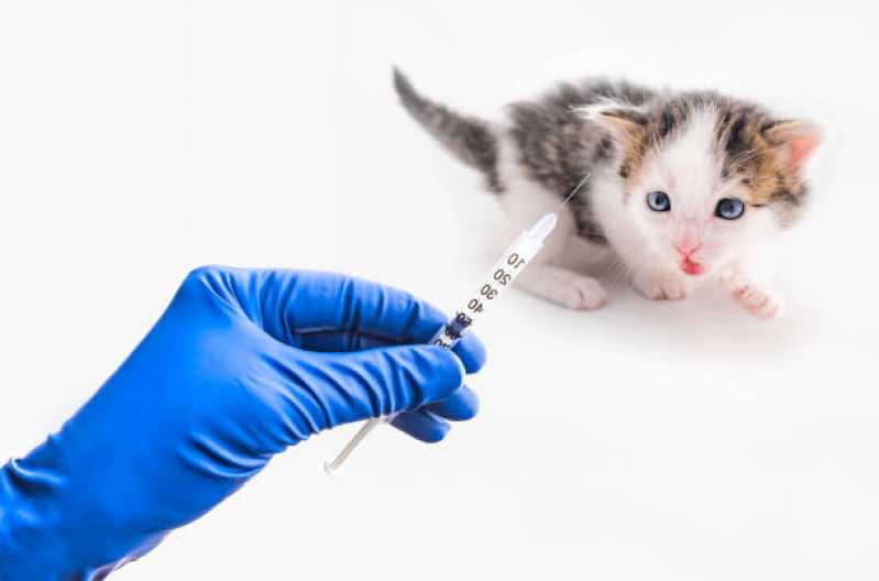 Aplicação de Vacina Antirrábica Animal Vila Jardim - Vacina contra Raiva para Cachorro
