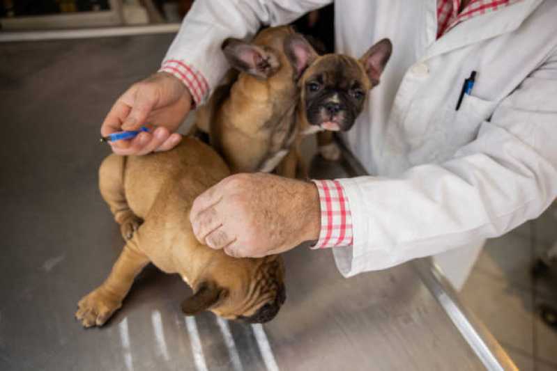 Aplicação de Vacina Antirrábica para Cães Pedra Redonda - Vacina Fiv Felv