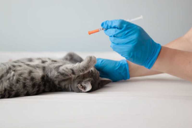 Aplicação de Vacina Antirrábica para Gato Santa Cruz - Vacina de Raiva Gato