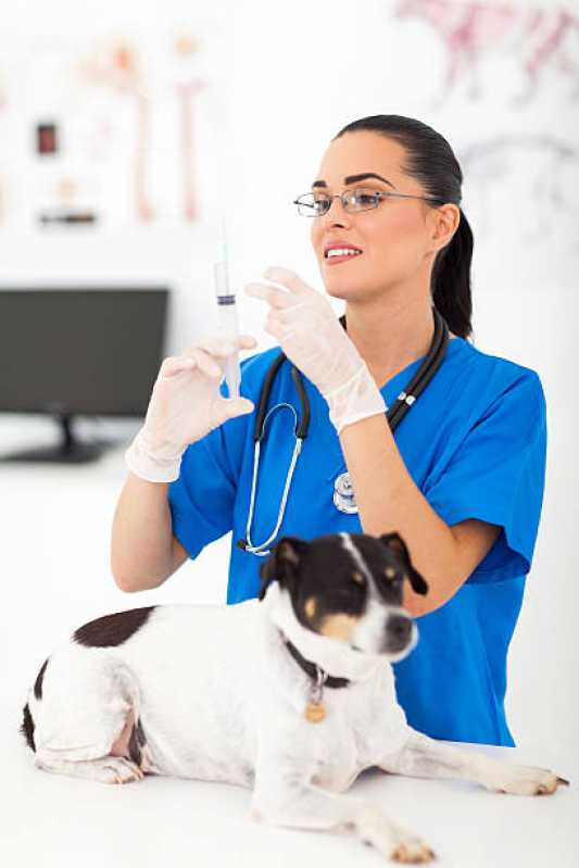 Aplicação de Vacina contra Raiva em Cachorro Sarandi - Vacina para Gato V4