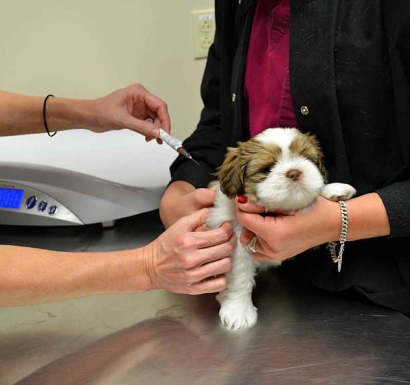 Aplicação de Vacina contra Raiva Gato Medianeira - Vacina de Raiva para Cachorro
