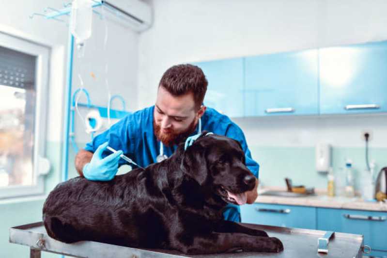 Aplicação de Vacina contra Raiva para Cachorro Baln São Geraldo - Vacina de Raiva para Cachorro