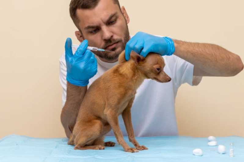 Aplicação de Vacina de Raiva para Cachorro São Miguel - Vacina para Gato V4