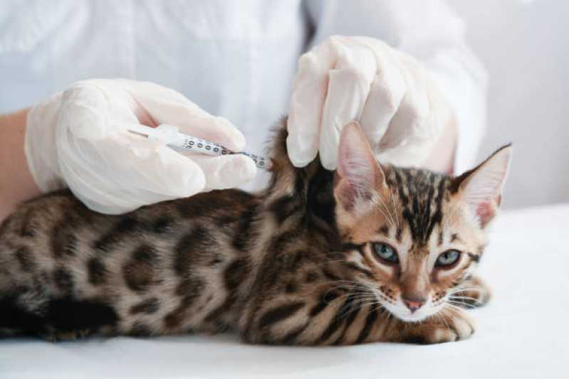 Aplicação de Vacina de Raiva para Gatos Serraria - Vacina de Raiva para Cachorro