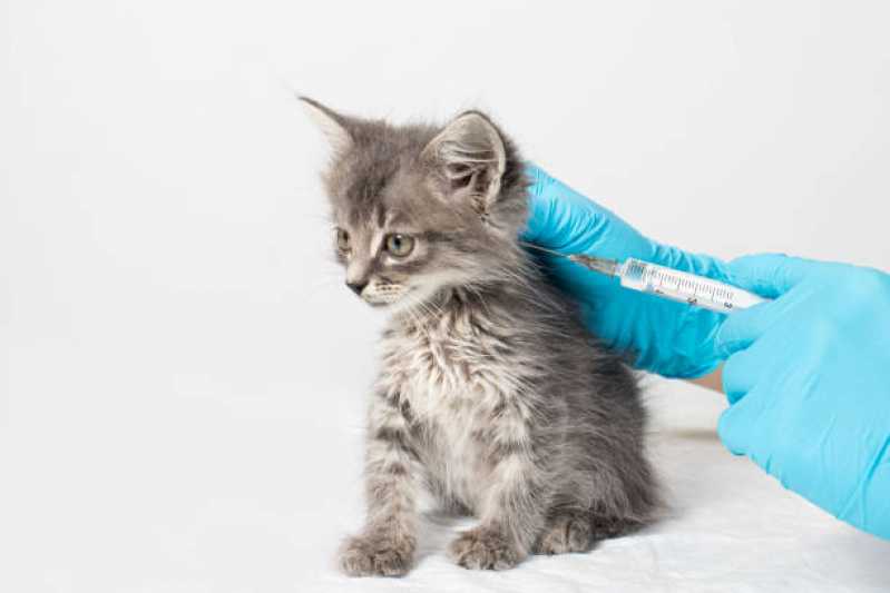 Aplicação de Vacina para Filhote de Gato Vicentina - Vacina contra Raiva para Cachorro Cachoeirinha