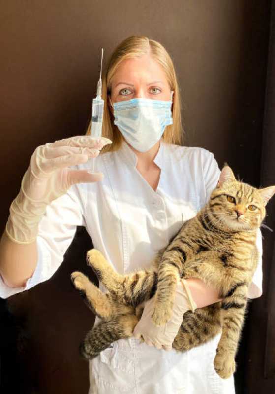 Aplicação de Vacina para Gato V4 Vargas - Vacina contra Raiva para Cachorro