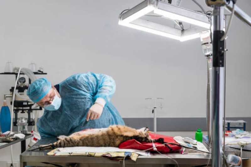 Cirurgia Cesariana para Animais Estância Velha - Cirurgia Profilaxia para Animais