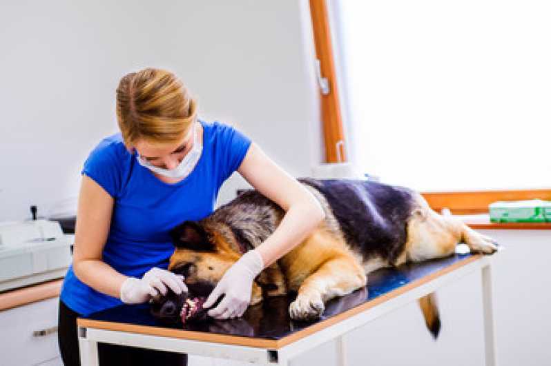 Cirurgia Dentária para Animais Marcar Bela Vista - Cirurgia de Garganta de Pug