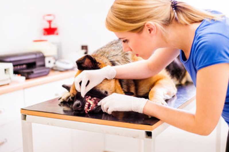 Cirurgia Dentária para Animais Ipanema - Cirurgia Profilaxia para Animais
