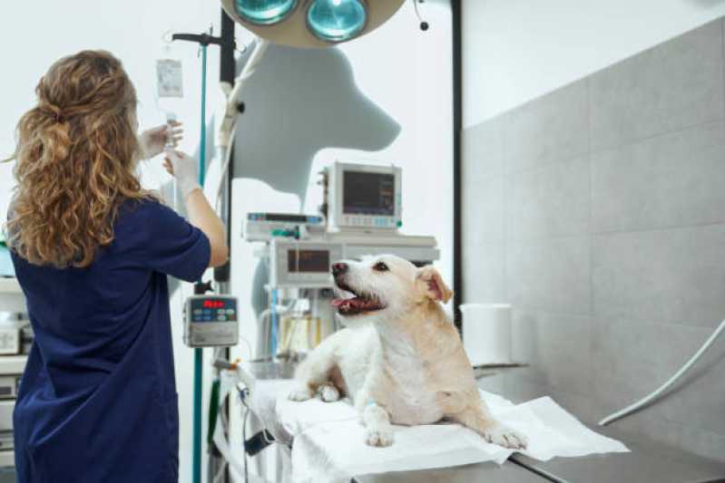 Cirurgia em Animais de Pequeno Porte Marcar Jardim do Salso - Cirurgia em Animais