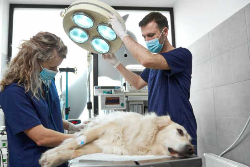 Cirurgia em Animais de Pequeno Porte Bom Fim - Cirurgia Profilaxia para Animais