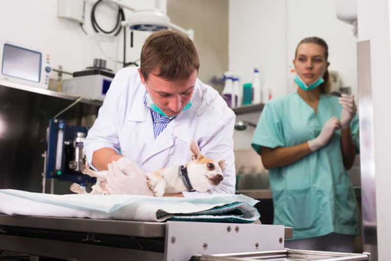 Cirurgia Ortopédica em Cachorro Marcar Jardim São Pedro - Cirurgia Cesariana para Animais