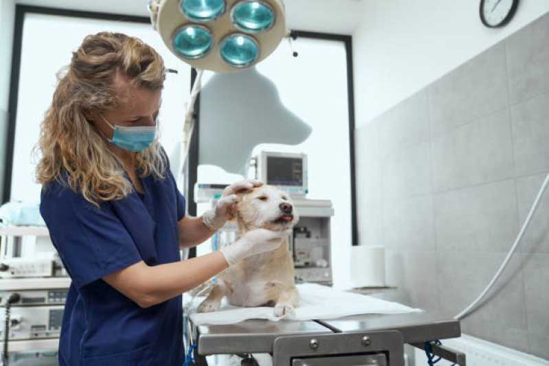 Cirurgia Ortopédica em Cachorro Passo da Areia - Cirurgia de Garganta de Pug