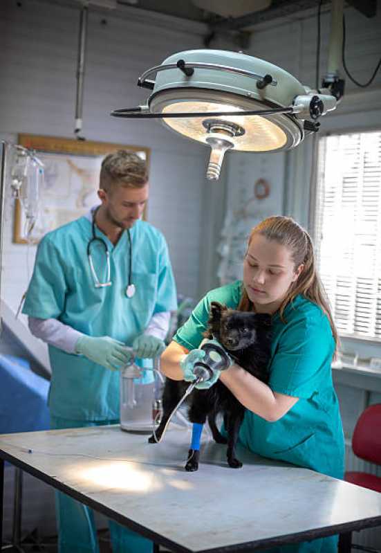 Cirurgia Ortopédica em Cães Parque Espirito Santo - Cirurgia em Animais