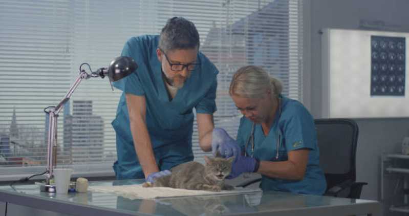 Cirurgia para Gatos Marcar Capão da Cruz - Cirurgia Ortopédica em Cachorro