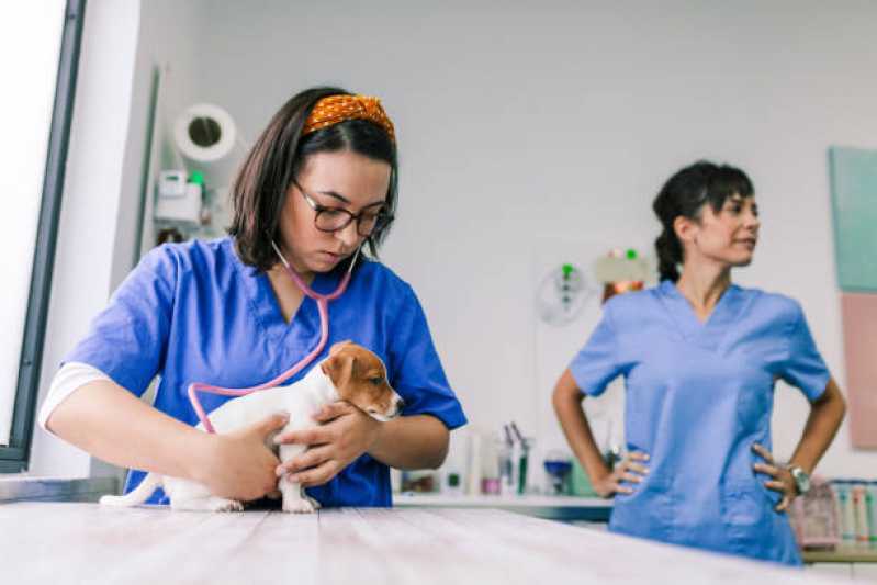 Cirurgia Profilaxia para Animais Portão Novo - Cirurgia para Gatos