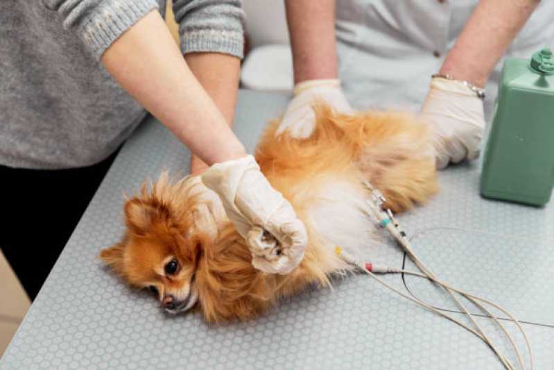 Clínica Veterimária com Farmácia Pet Telefone Portão Novo - Clínica Veterinária de Cães e Gatos