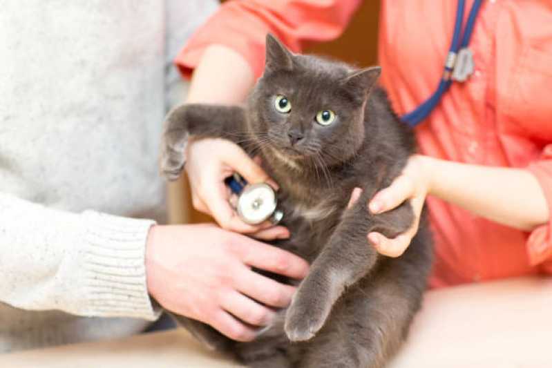 Clínica Veterinária Especializada em Gatos e Cachorros Telefone Boa Vista - Clínica Veterinária com Farmácia Animal