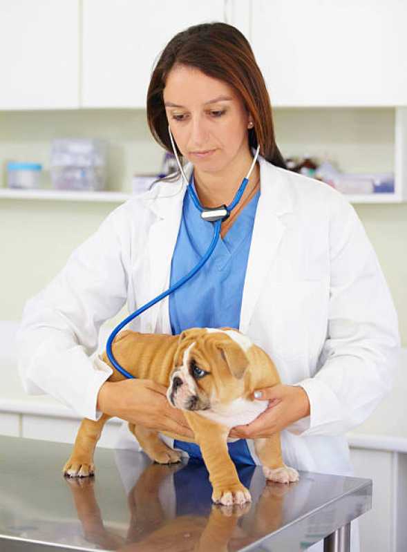 Clínica Veterinária Especializada em Gatos e Cachorros Petrópolis - Clínica Veterinária Próxima