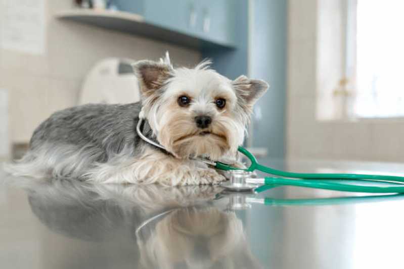 Clínica Veterinária Próxima Olaria Canoas - Clínica Veterinária de Cães e Gatos