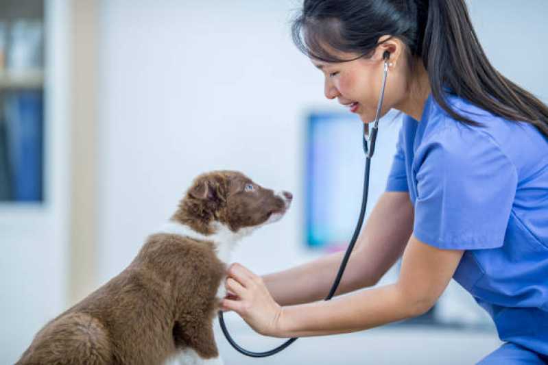 Clínica Veterinária Próximo a Mim Telefone Santa Cruz - Clínica Veterinária de Cães e Gatos