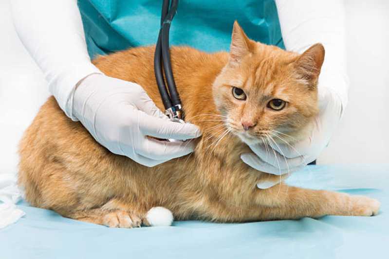 Clínica Veterinária Próximo a Mim Pedra Redonda - Clínica Veterinária de Cães e Gatos