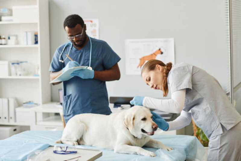 Consulta para Animais Marcar Sarandi - Consulta Veterinária para Cachorro