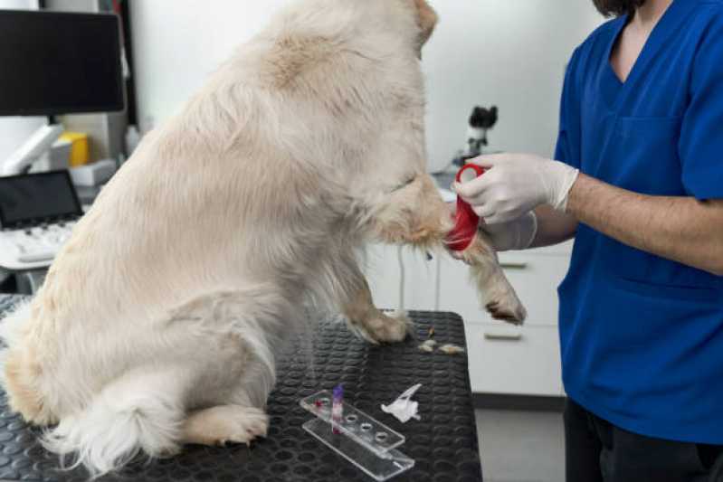 Consulta para Cachorro Marcar Farrapos - Consulta Veterinária para Cachorros