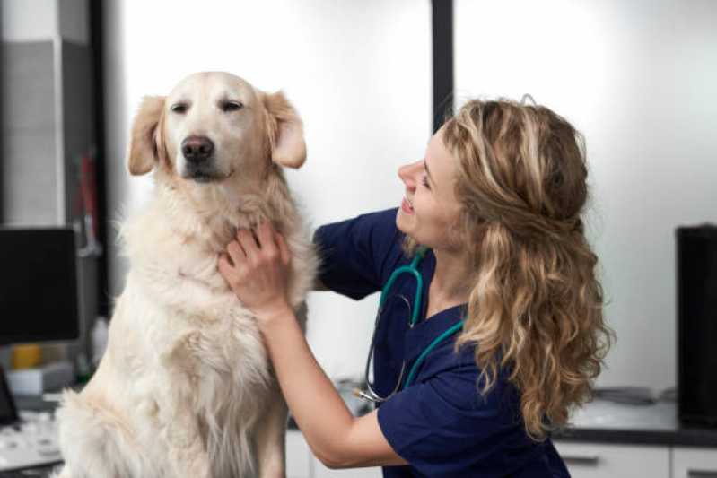 Consulta para Cachorro Bela Vista - Consulta Veterinária para Gato