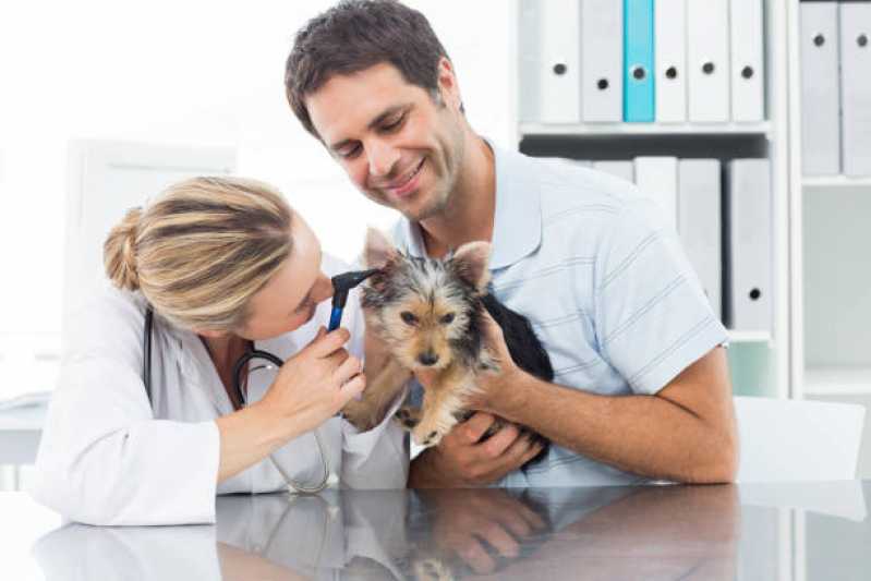 Consulta Veterinária Cachorro Padre Réus - Consulta Veterinária de Gatos