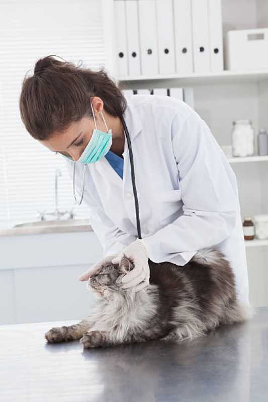 Consulta Veterinária de Gatos Marcar São Lucas - Consulta Veterinária para Animais