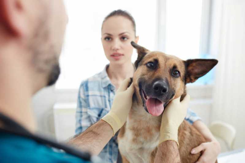 Consulta Veterinária Dermatológica para Cachorro Marcar Hípica - Consulta Veterinária para Gato
