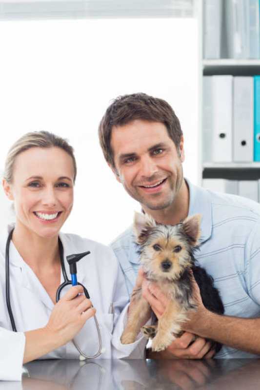 Consulta Veterinária Dermatológica para Cachorro Marcílio Dias - Consulta Veterinária para Animais de Estimação