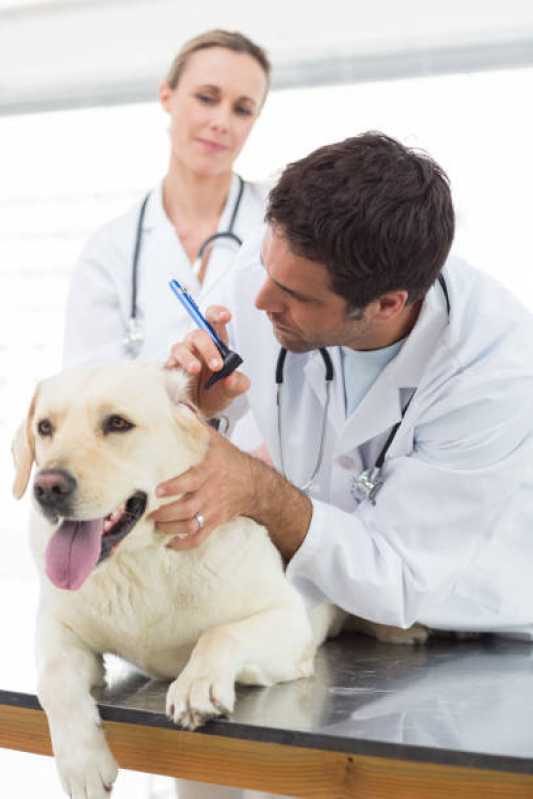 Consulta Veterinária Gato São Lucas - Consulta Veterinária para Cachorros