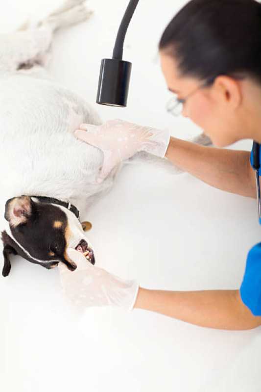 Consulta Veterinária para Animais de Estimação Marcar Rubem Berta - Consulta para Cachorro