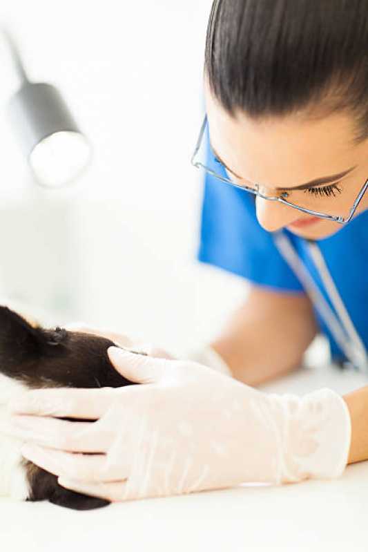 Consulta Veterinária para Animais de Estimação São Geraldo - Consulta Veterinária para Gatos