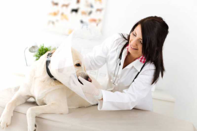 Consulta Veterinária para Cachorro Marcar Marcílio Dias - Consulta Veterinária para Animais de Estimação
