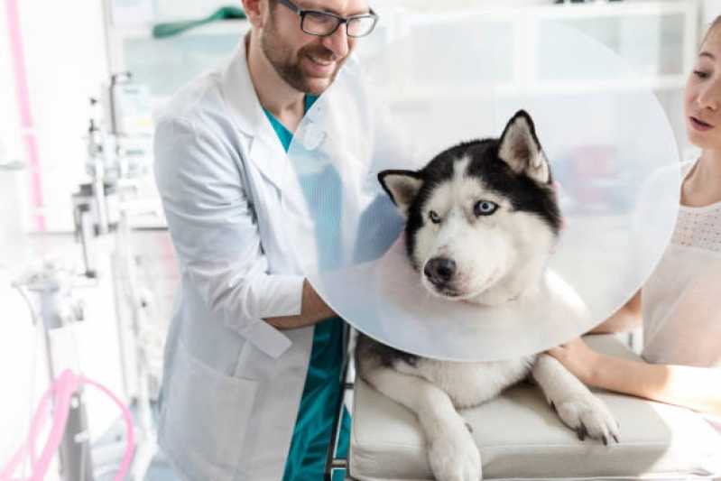 Consulta Veterinária para Cachorro Lageado - Consulta para Cachorro