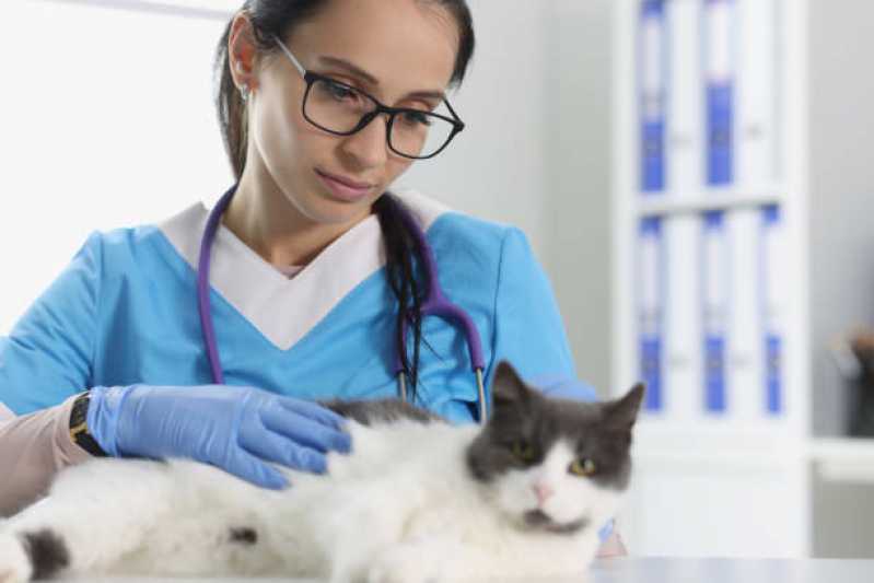 Consulta Veterinária para Gato Parque da Matriz - Consulta para Animais