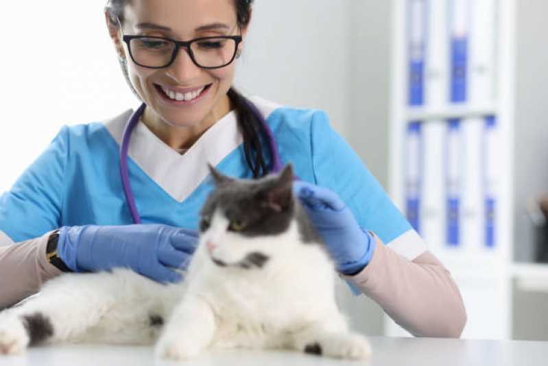 Consulta Veterinária para Gatos Piratini - Consulta Veterinária para Gato