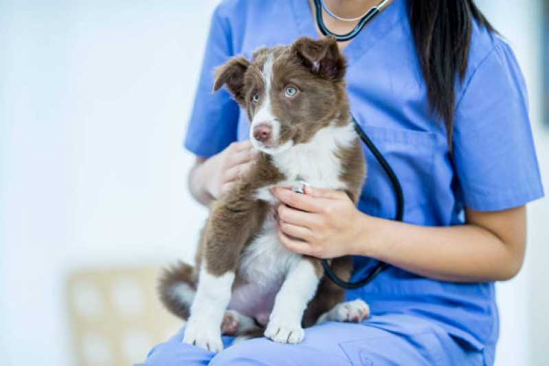 Contato de Clínica Veterinária com Farmácia Animal Independência - Clínica Veterinária com Farmácia Pet