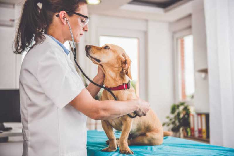 Contato de Clínica Veterinária de Cães e Gatos Jardim São Pedro - Clínica Veterinária Próxima