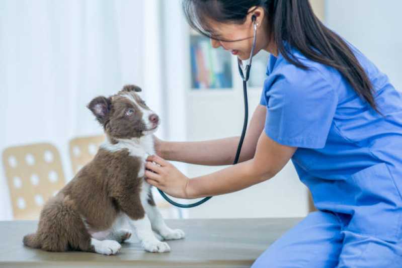 Contato de Clínica Veterinária Próxima Capão da Cruz - Clínica Veterinária com Farmácia Animal