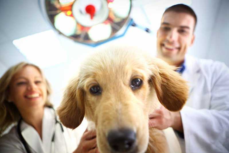 Contato de Clínica Veterinária Próximo a Mim Mont Serrat - Clínica Veterinária de Cães e Gatos